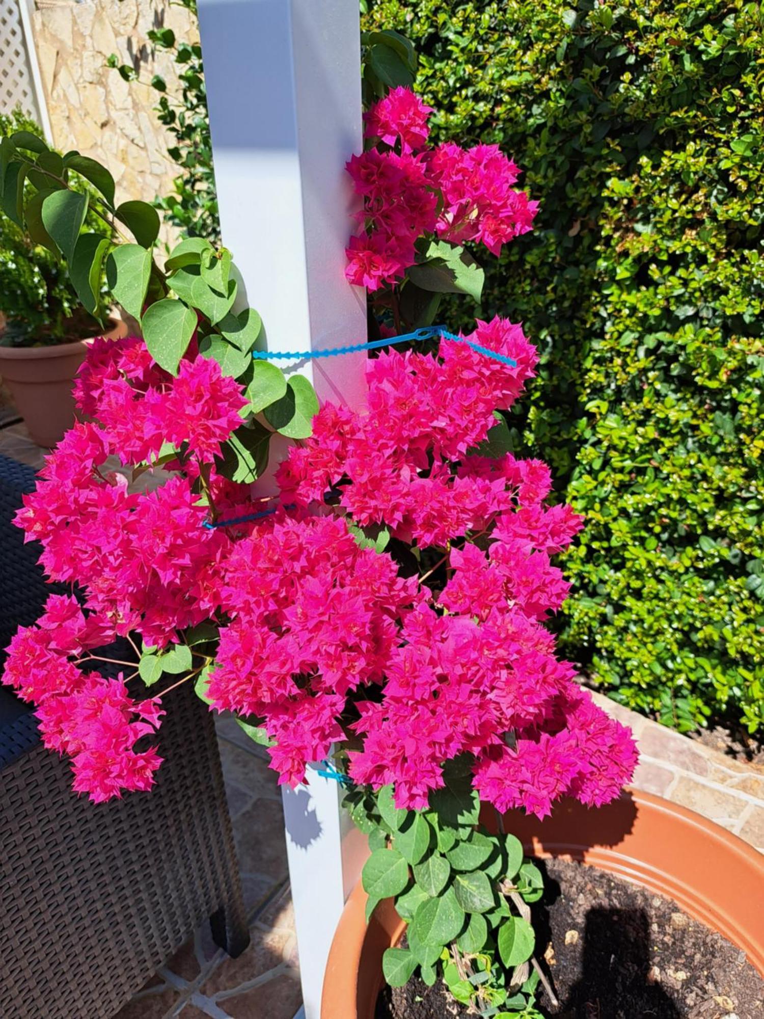 Villa Mariamar Albufeira Extérieur photo